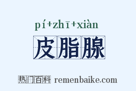 皮脂腺是什么意思的图片